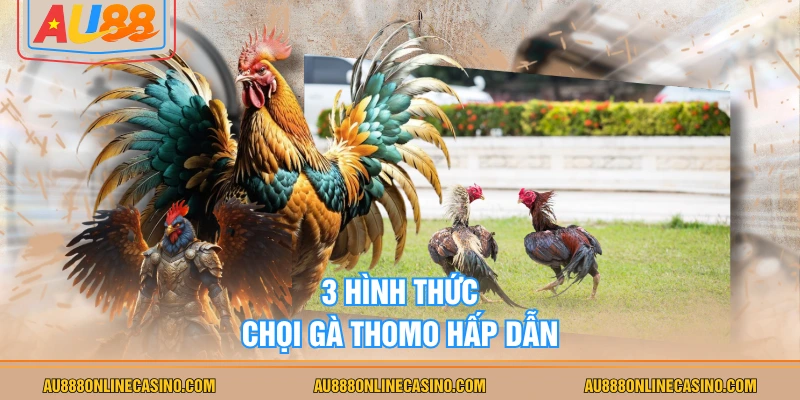 3 hình thức chọi gà Thomo hấp dẫn