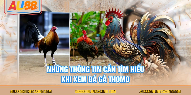 Những thông tin cần tìm hiểu khi xem đá gà Thomo