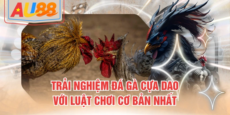 Đá gà cựa dao